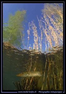 Little Pike Fish close to the surface.... :O)... by Michel Lonfat 